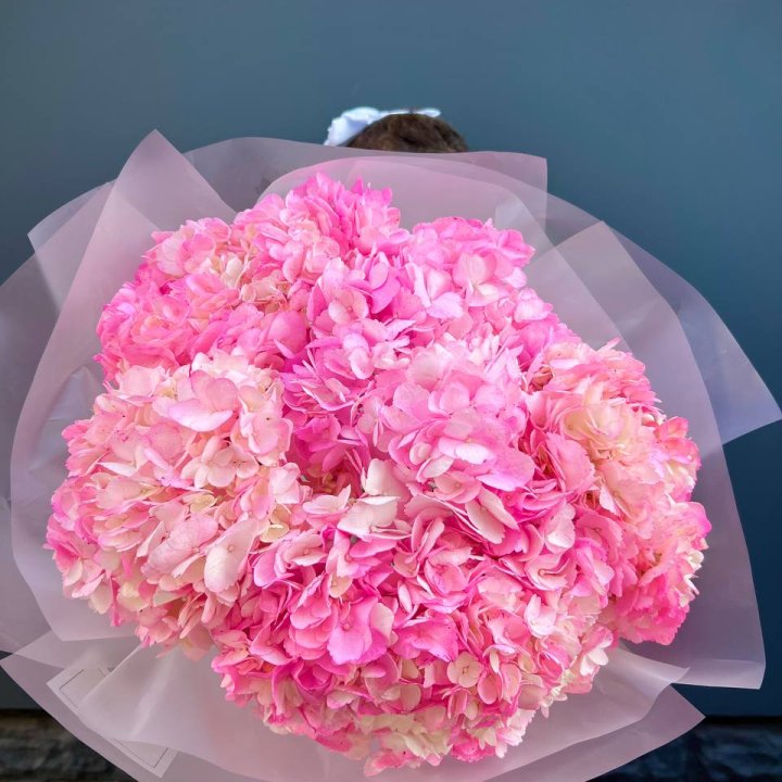 9 ярко розовых гортензий в Великом Новгороде