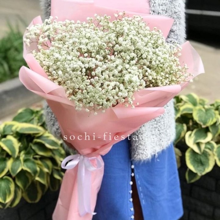 Белоснежные гипсофилы в Великом Новгороде