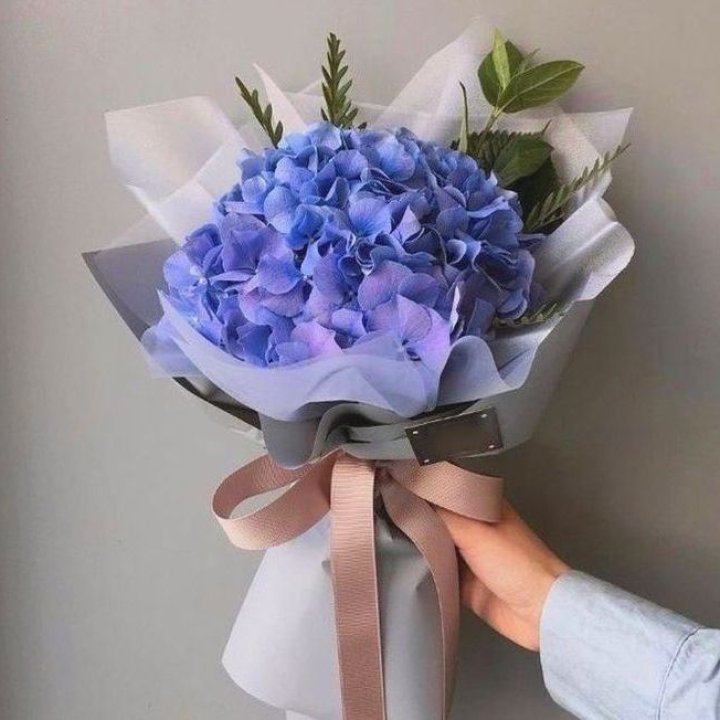 Гортензия голубая в Великом Новгороде