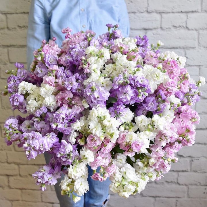 Облако маттиол в Великом Новгороде