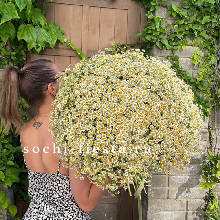 101 ромашка в Великом Новгороде