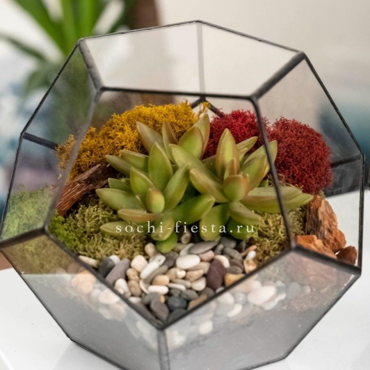 Флорариум “Додекаэдр” с суккулентом Седум в Великом Новгороде