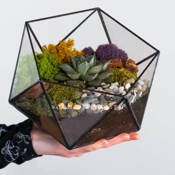 Флорариум “Икосаэдр” с суккулентом Каменная Роза в Великом Новгороде