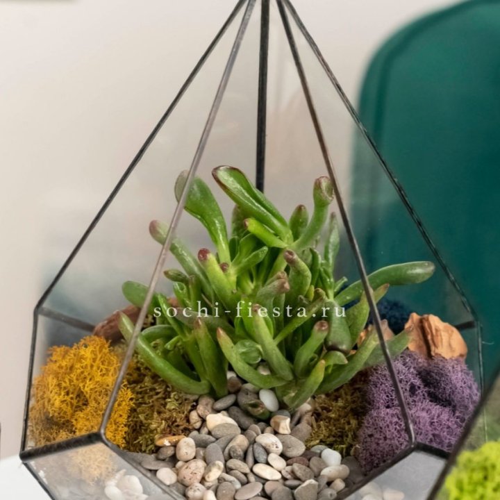 Флорариум “Капля” с суккулентом Крассула Хоббит в Великом Новгороде