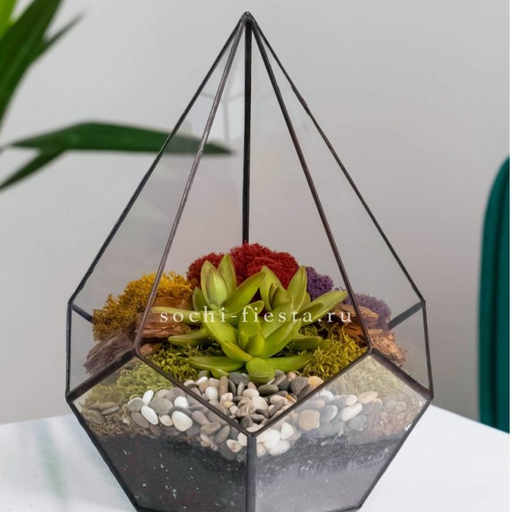 Флорариум Капля с суккулентом в Великом Новгороде