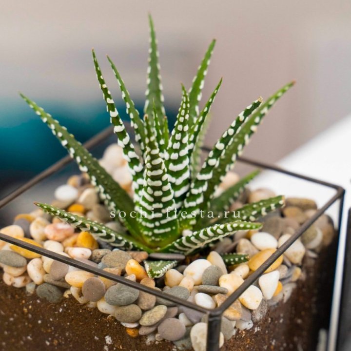 Флорариум Кубик с суккулентом Хавортия в Великом Новгороде