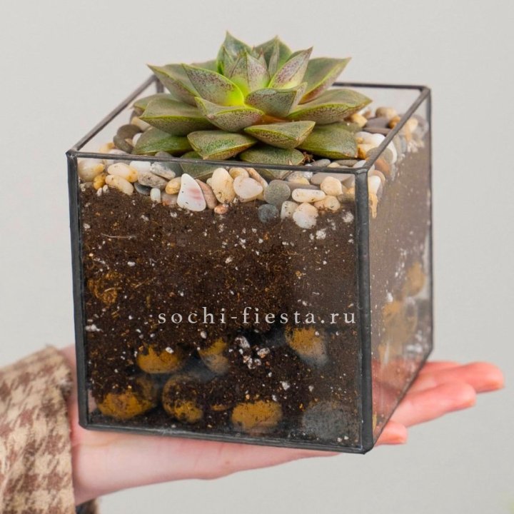 Флорариум Кубик с суккулентом Каменная роза в Великом Новгороде