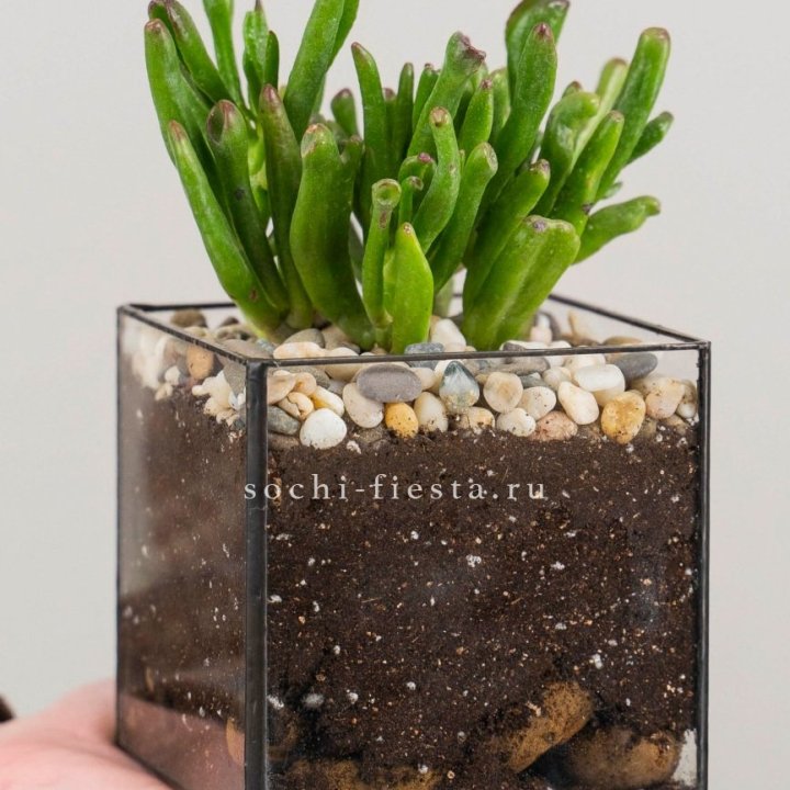 Флорариум Кубик с суккулентом Хоббит в Великом Новгороде