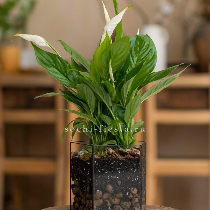 Спатифиллум в кашпо Пятиугольник в Великом Новгороде
