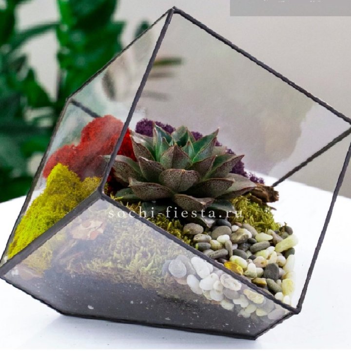 Флорариум Куб усеченный с суккулентом Каменная роза в Великом Новгороде