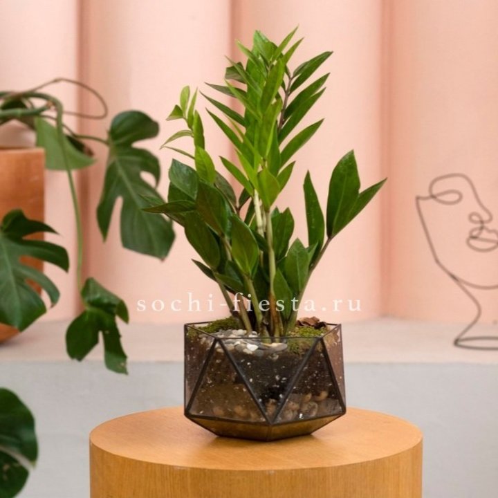 Замиокулькас в кашпо Икосаедр в Великом Новгороде