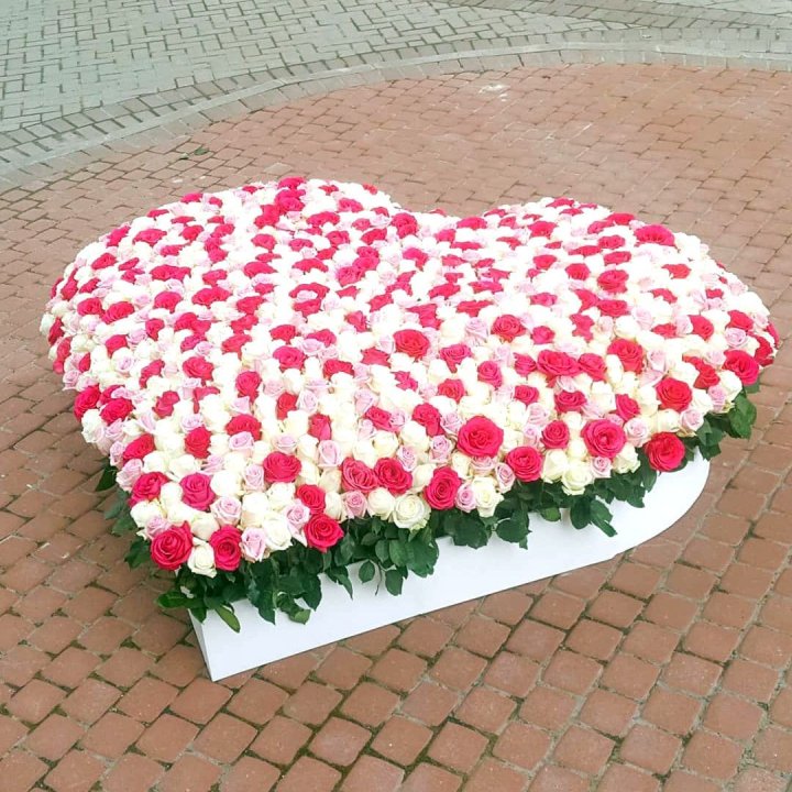 555 роза  в Великом Новгороде