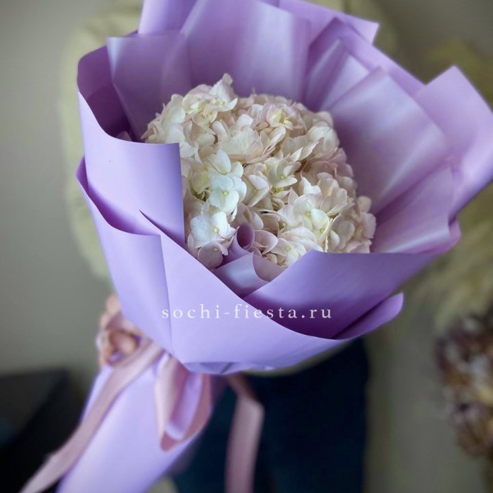 Гортензия розовая в Великом Новгороде