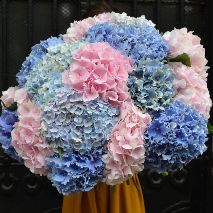 Букет гортензий "Фонтан" в Великом Новгороде