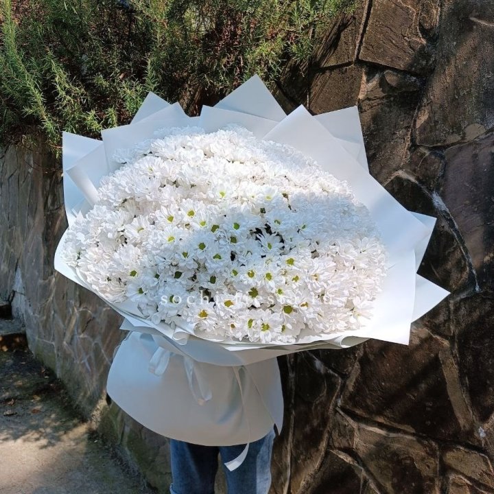 Облако хризантем №2 в Великом Новгороде