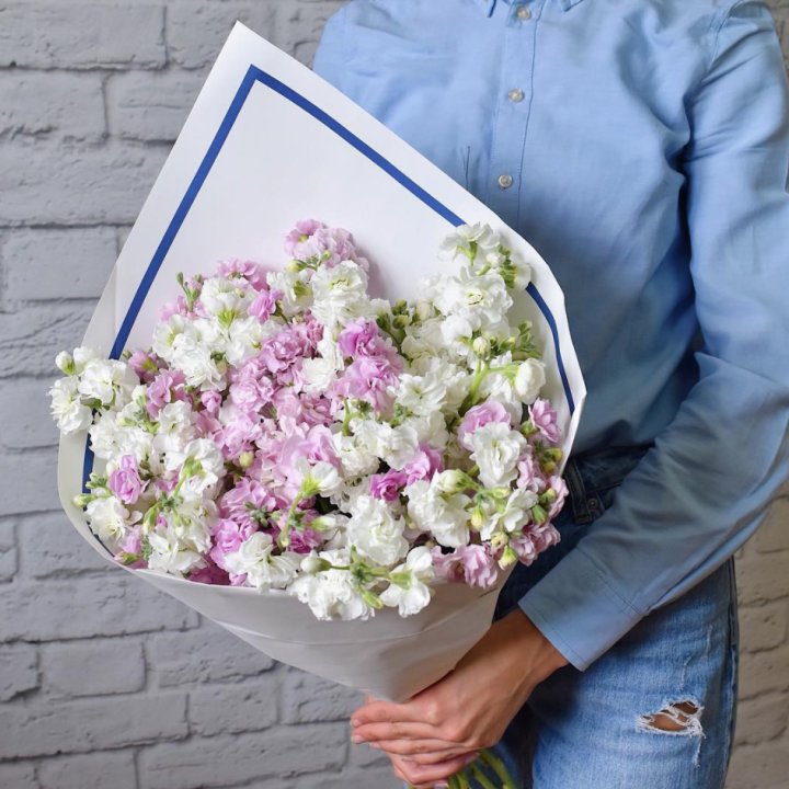 Маттиола в Великом Новгороде