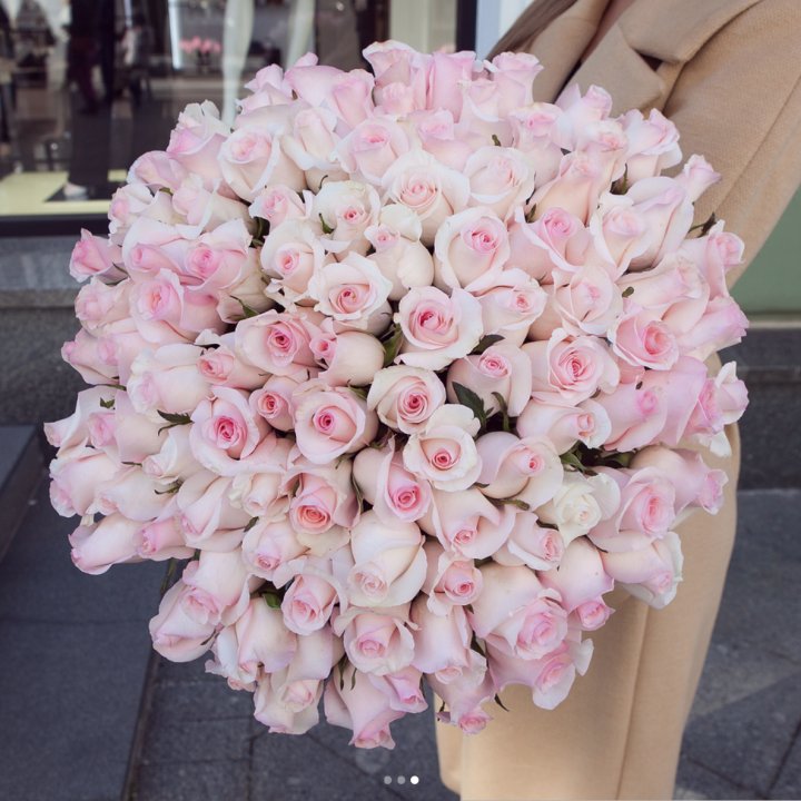 Розы "Пинк бум" в Великом Новгороде