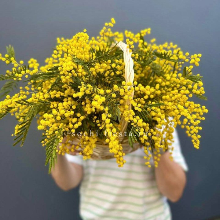 Весенняя корзина мимозы в Великом Новгороде