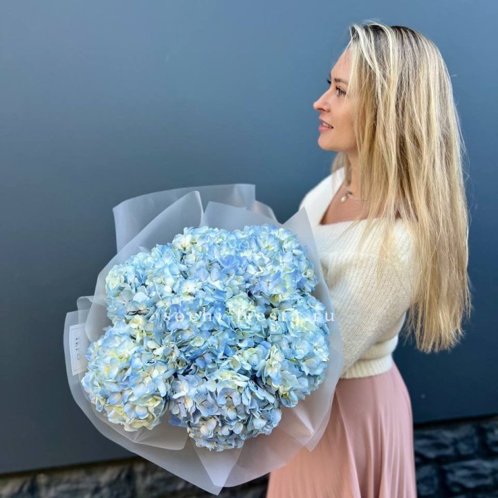 7 голубых гортензий в Великом Новгороде