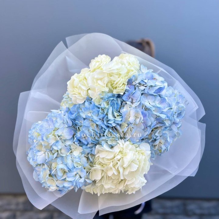 5 бело-голубых гортензий в Великом Новгороде