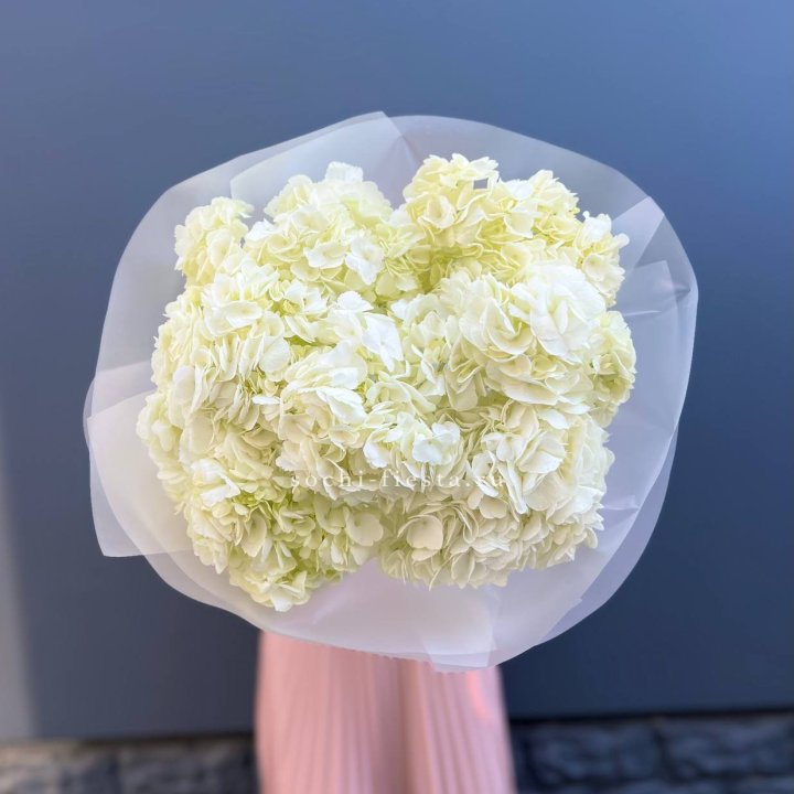 7 белых гортензий в Великом Новгороде