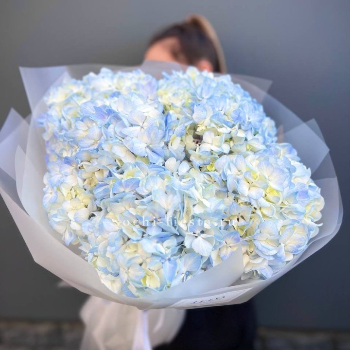 5 голубых гортензий в Великом Новгороде