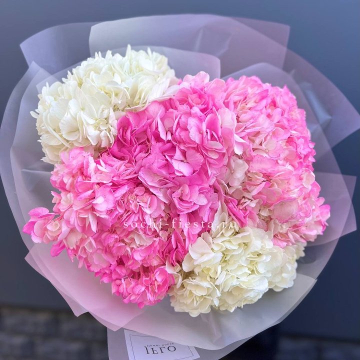 5 бело-розовых гортензий в Великом Новгороде