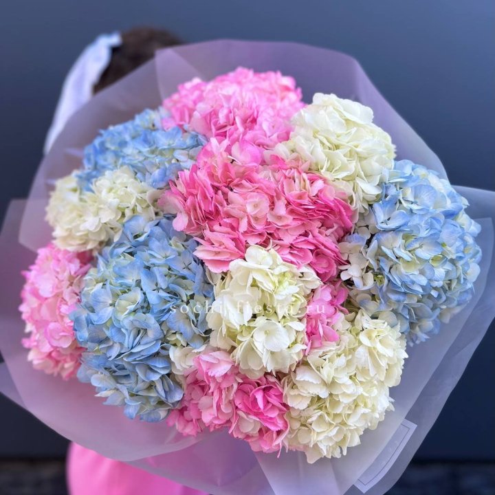 11 гортензий микс в Великом Новгороде