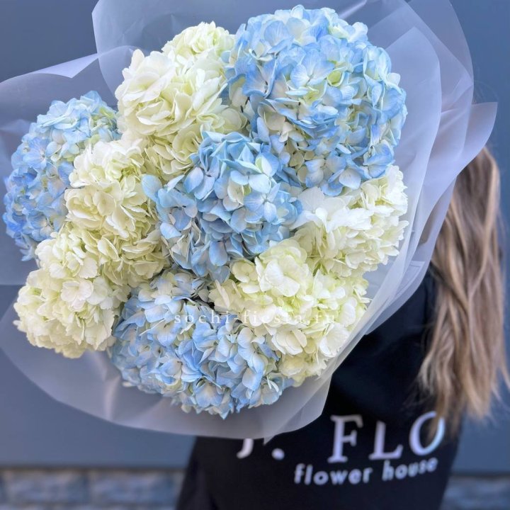 9 бело-голубых гортензий в Великом Новгороде