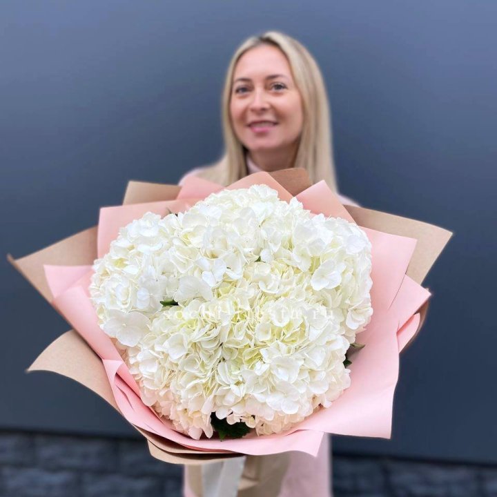 Гортензия белая в Великом Новгороде