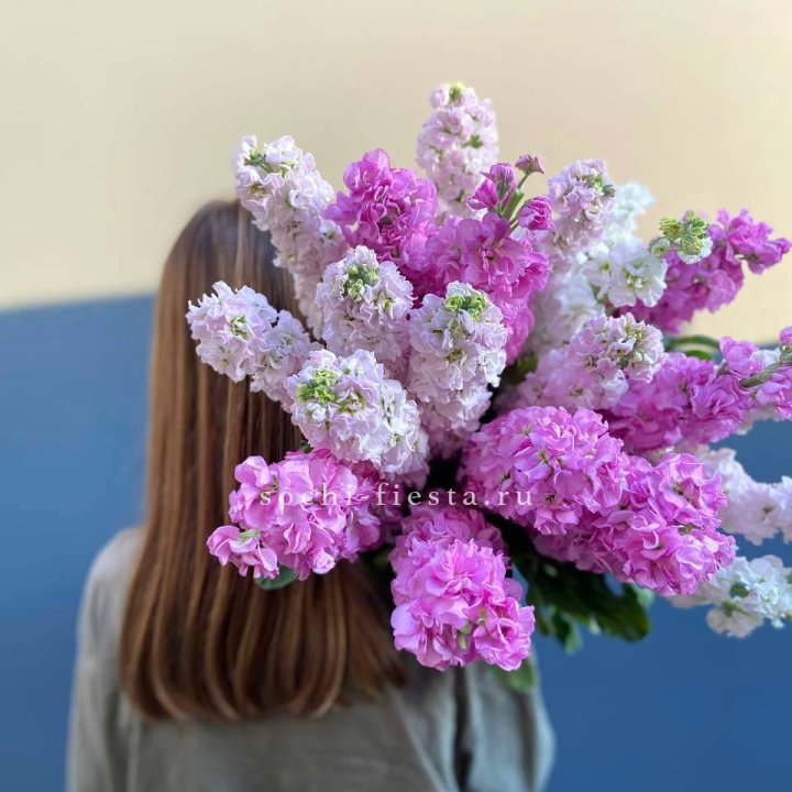 Охапка маттиолы в Великом Новгороде
