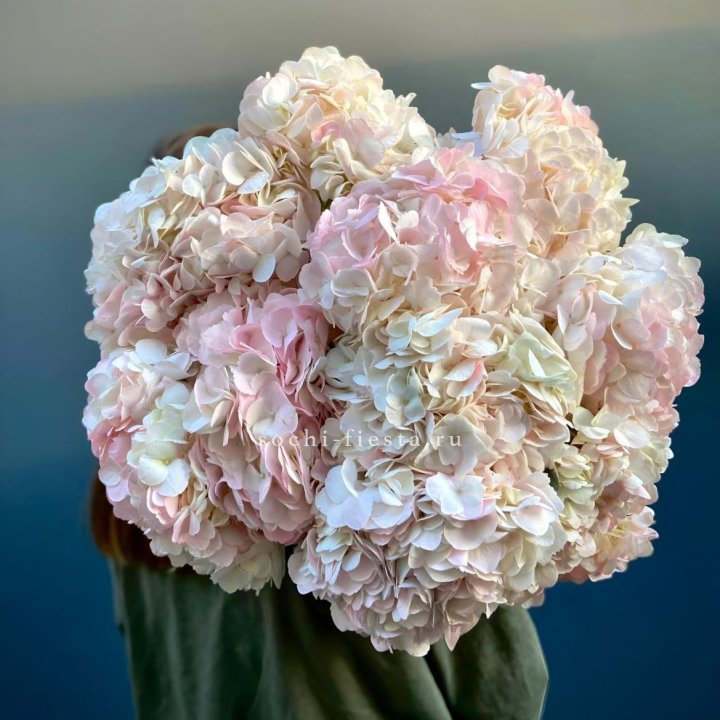 Охапка розовой гортензии в Великом Новгороде