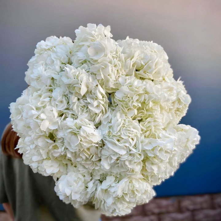 Охапка белой гортензии в Великом Новгороде