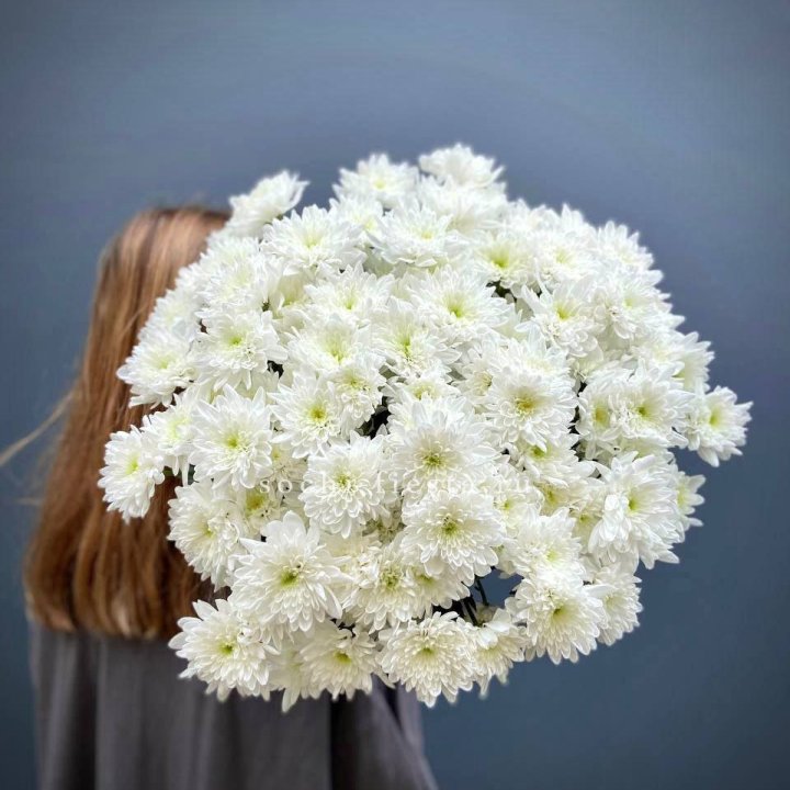 Охапка Хризантемы кустовой в Великом Новгороде