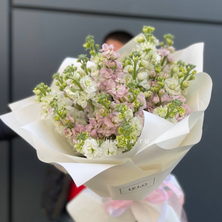 29 маттиол  в Великом Новгороде