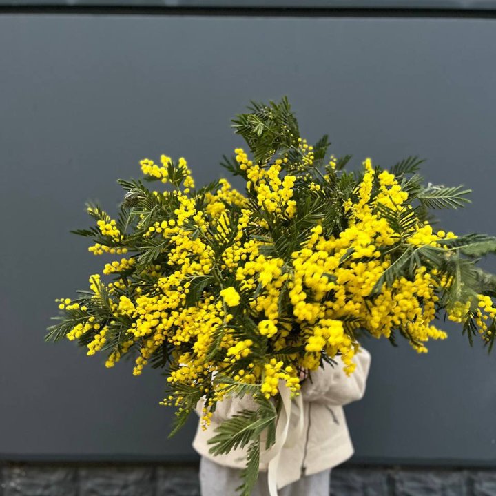 Охопка мимозы в Великом Новгороде