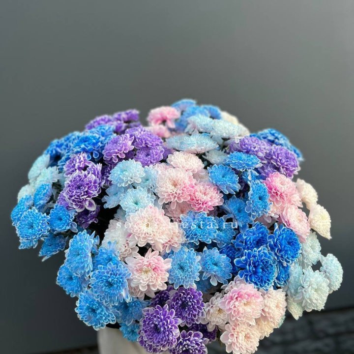 25 цветных хризантем в Великом Новгороде