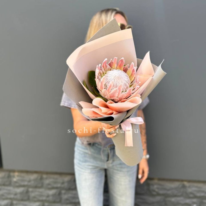 Протея мини  в Великом Новгороде