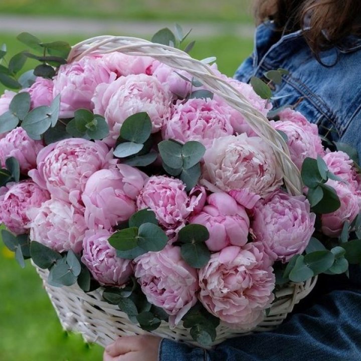 51 пион в корзине в Великом Новгороде