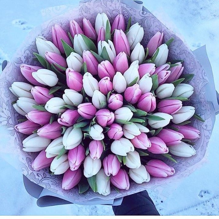 101 тюльпан "Лолипоп" в Великом Новгороде