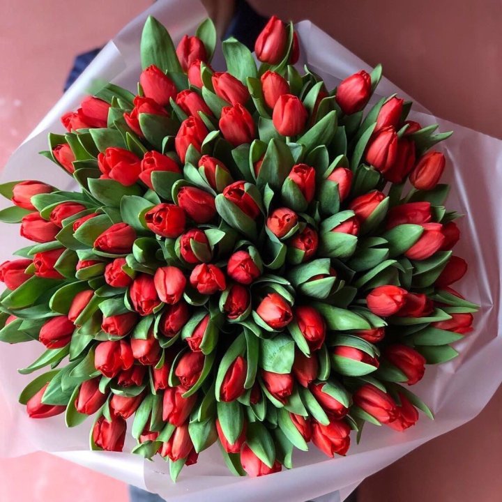 101 красный тюльпан в Великом Новгороде